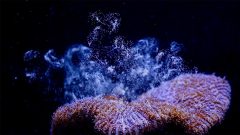 underwater closeup image of coral reef