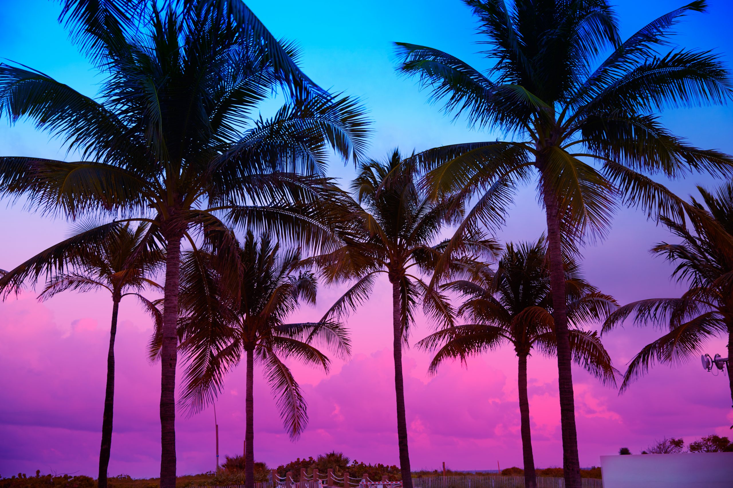 Tropical Sunset In Miami Beach Fl Miami Beach Flowers | My XXX Hot Girl